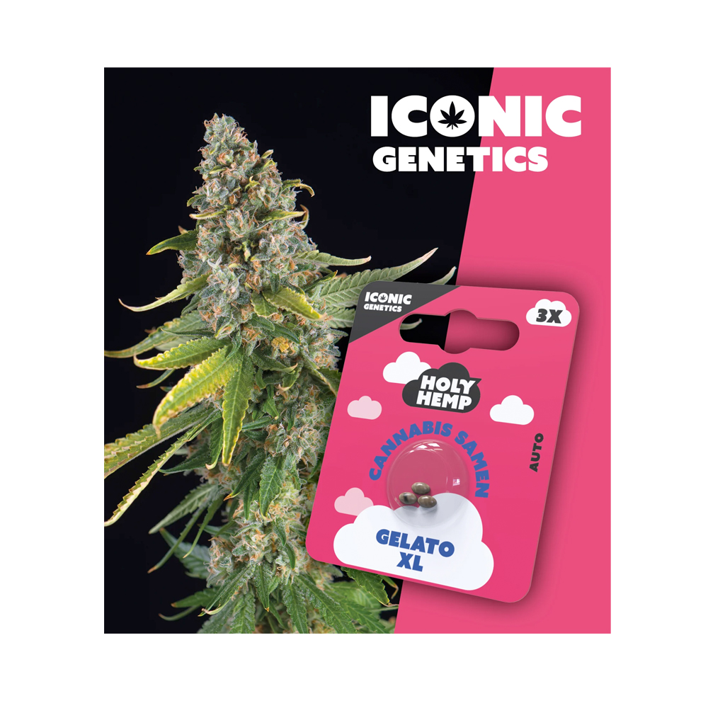 Gelato XL Autoflowering Iconic Samen (20-25% THC) Produktcover