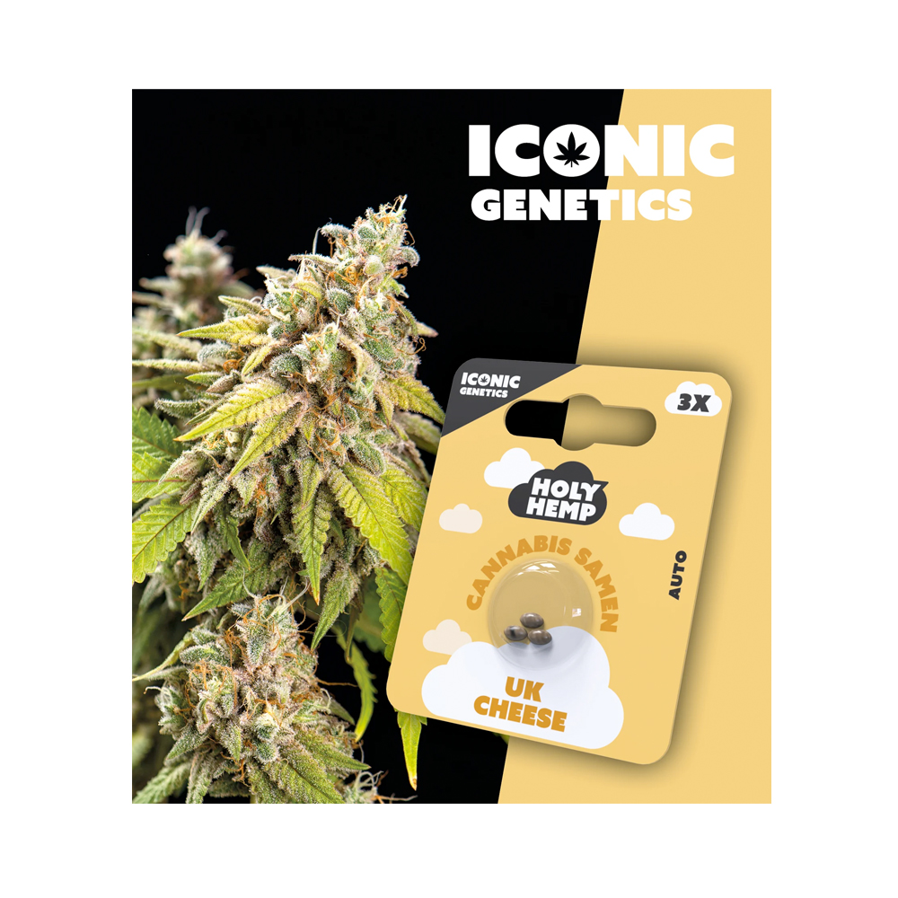 UK Cheese Autoflowering Iconic Samen (15-20% THC) Produktcover