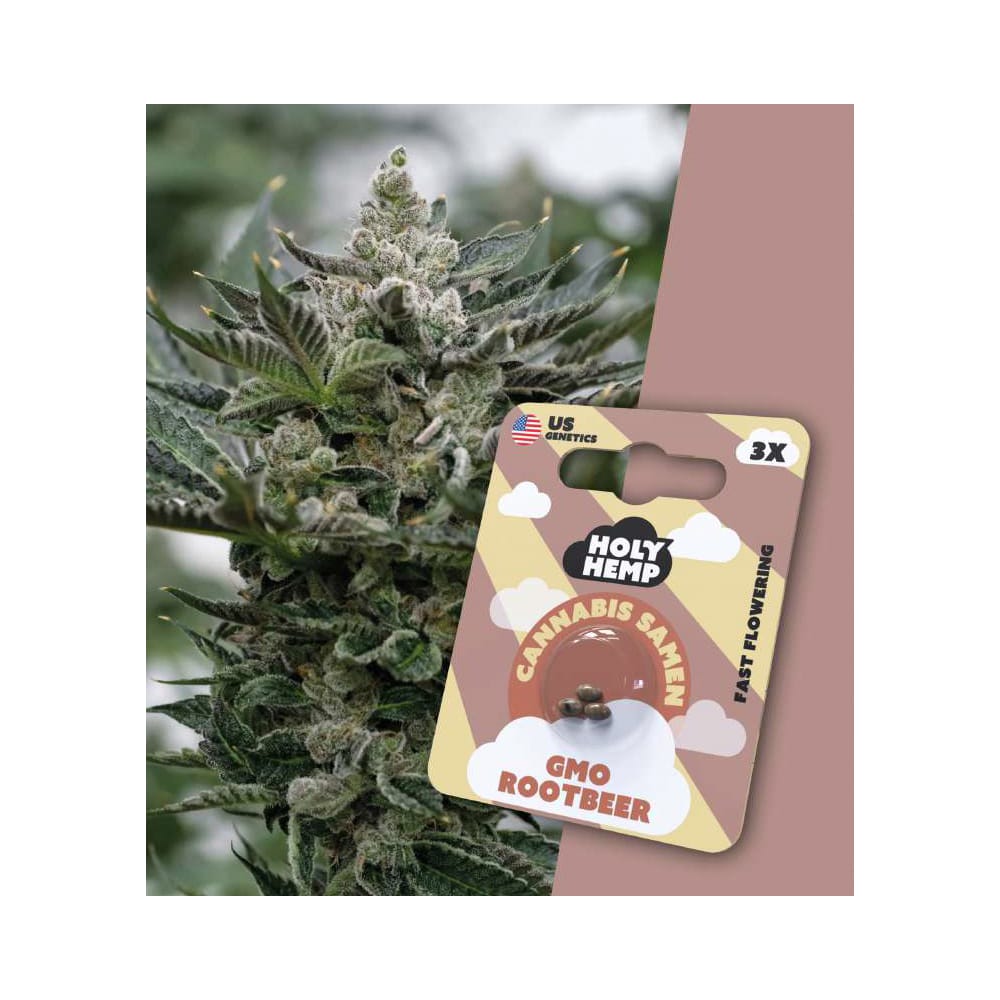 GMO Rootbeer Fast-Flowering Cannabis Samen (20-25% THC)