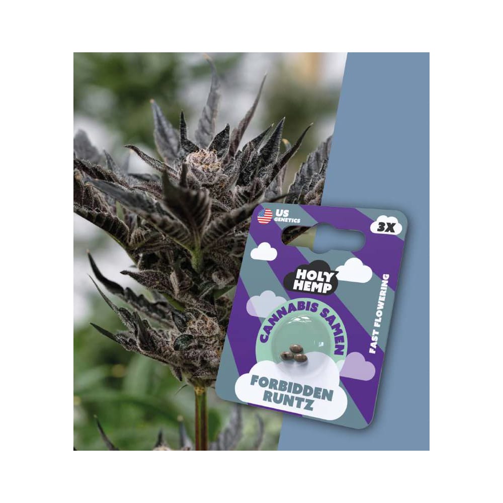 Forbidden Runtz Fast-Flowering Cannabis Samen (20-25% THC)