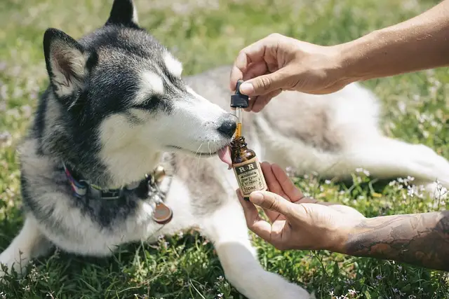 Husky Hund mit CBD-Öl