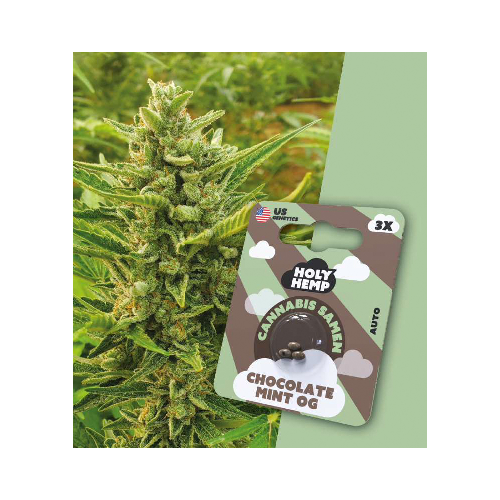 Chocolate Mint OG Autoflowering Cannabis Samen (20-25% THC)