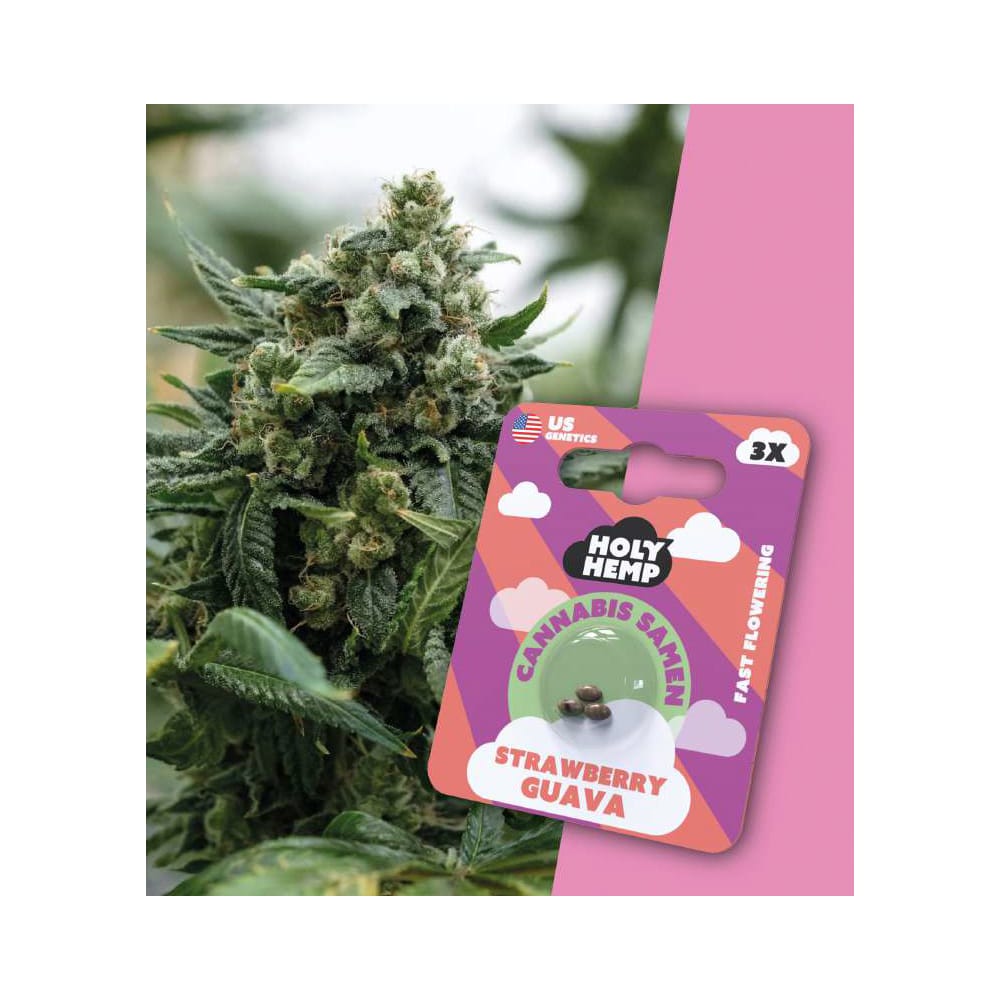 Strawberry Guava Fast-Flowering Cannabis Samen (20-25% THC)