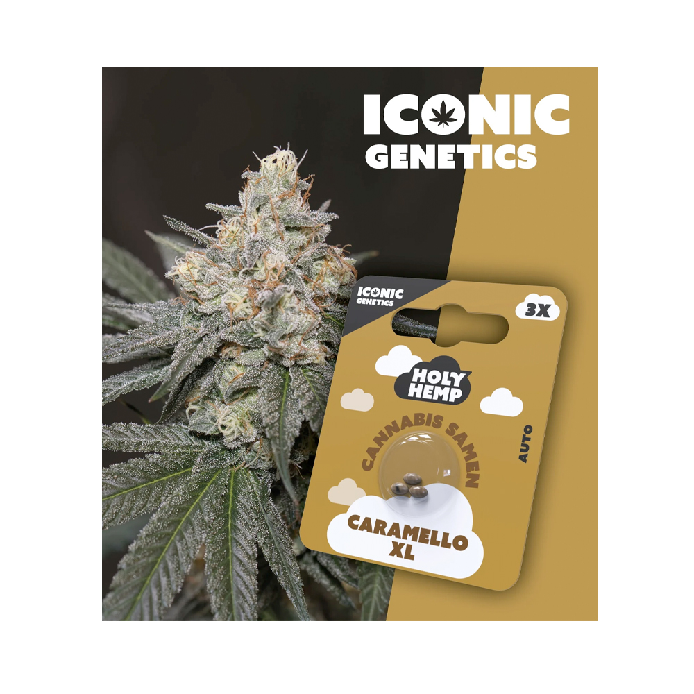 Caramello XL Autoflowering Iconic Samen (20-25% THC)
