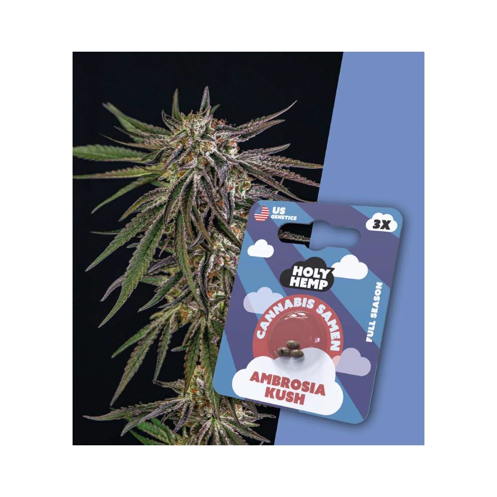 Ambrosia Kush Full Season Cannabis Samen (15-20% THC) Ambrosia Kush Full Season Cannabis Samen (15-20% THC)