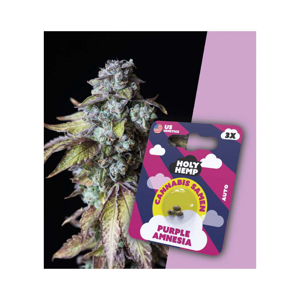 Purple Amnesia Autoflowering Cannabis Samen (20-25% THC) Produktcover