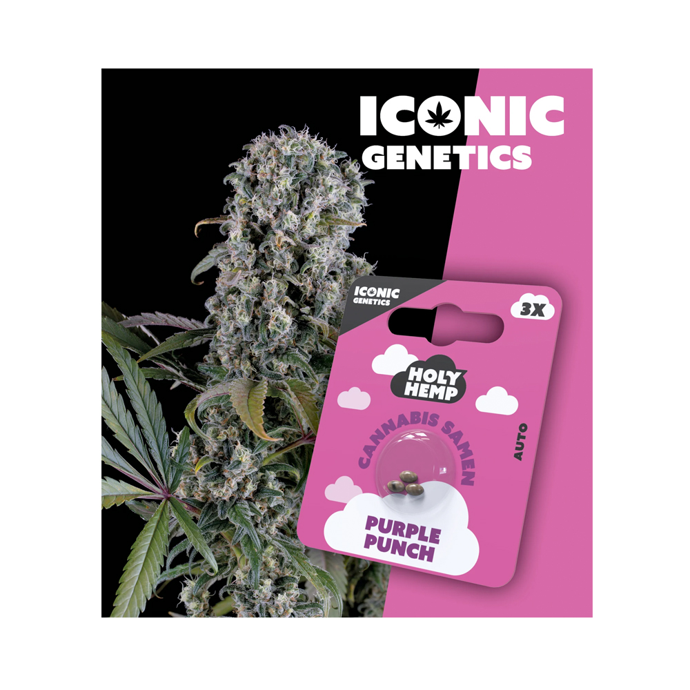 Purple Punch Autoflowering Iconic Samen (18-23% THC)